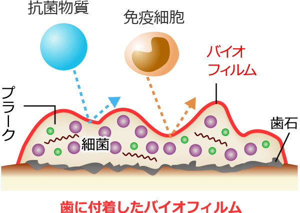 バイオフィルム