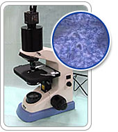 位相差顕微鏡による細菌検査
